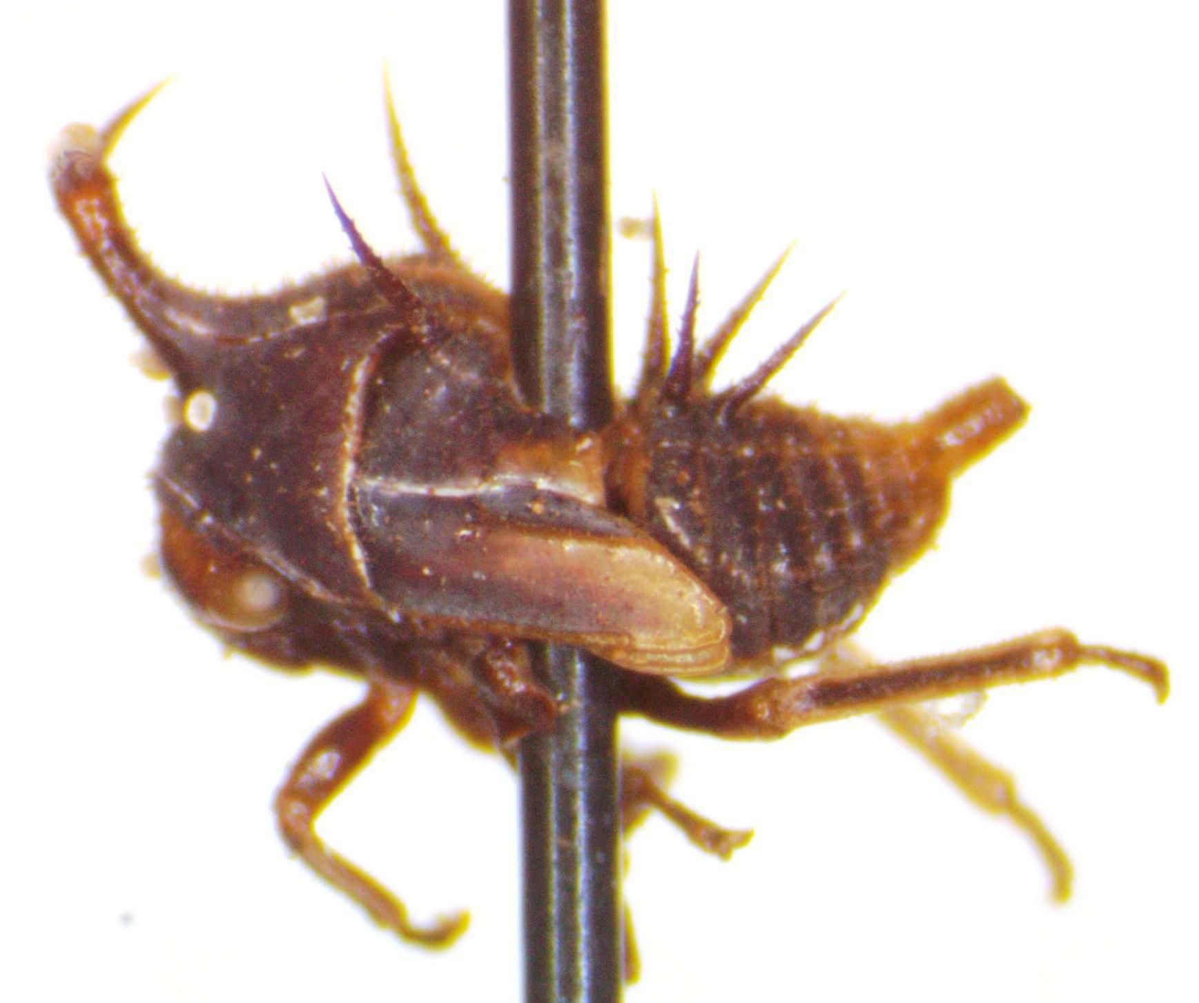 Guayaquila