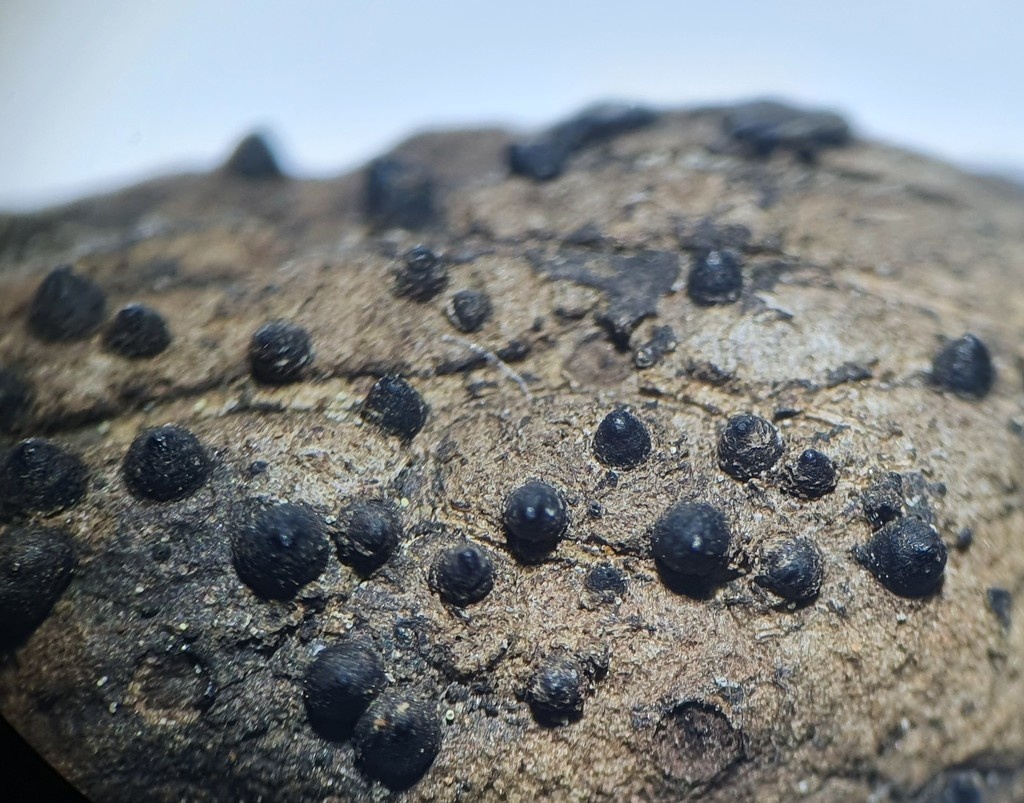 Dematophora necatrix