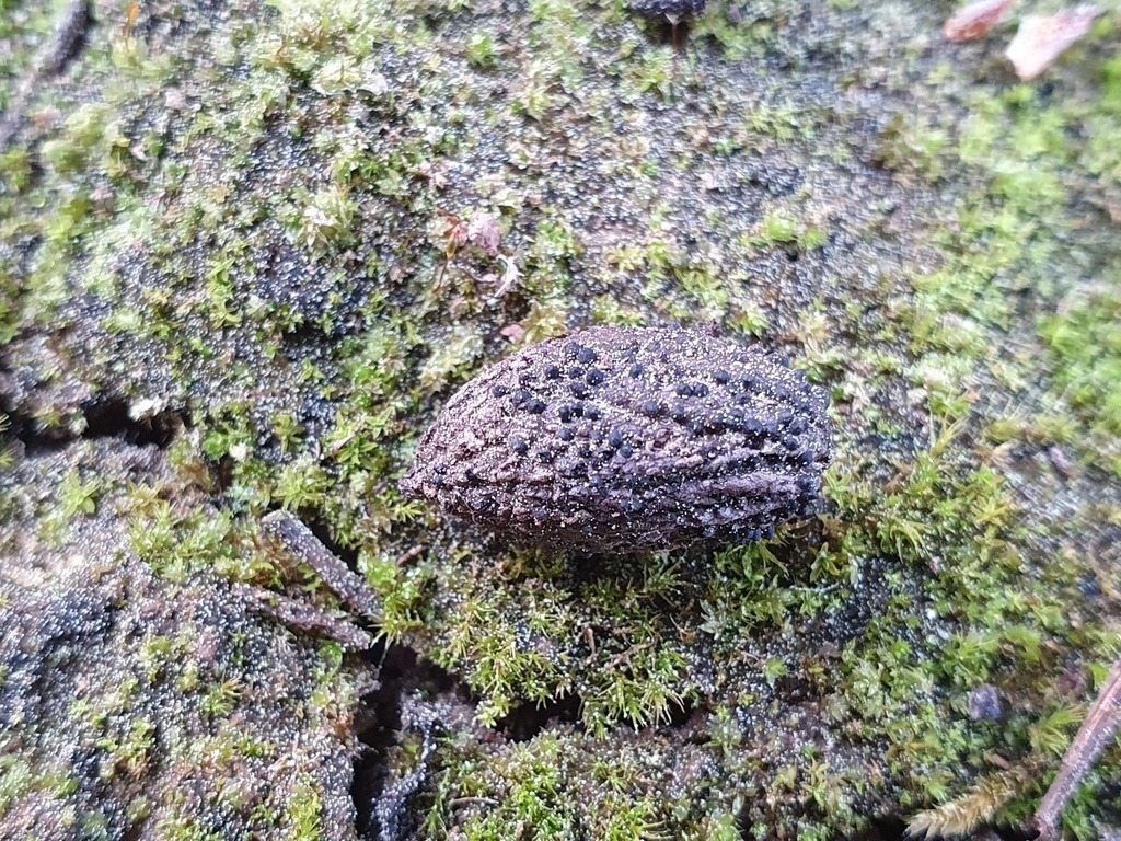 Dematophora necatrix
