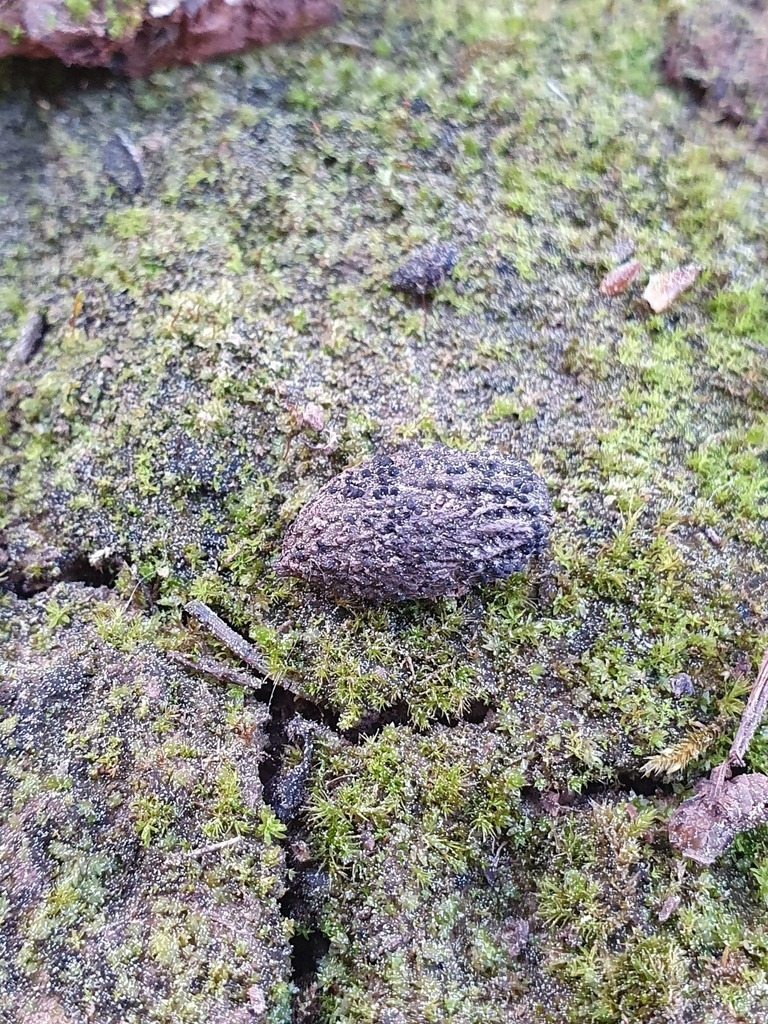 Dematophora necatrix