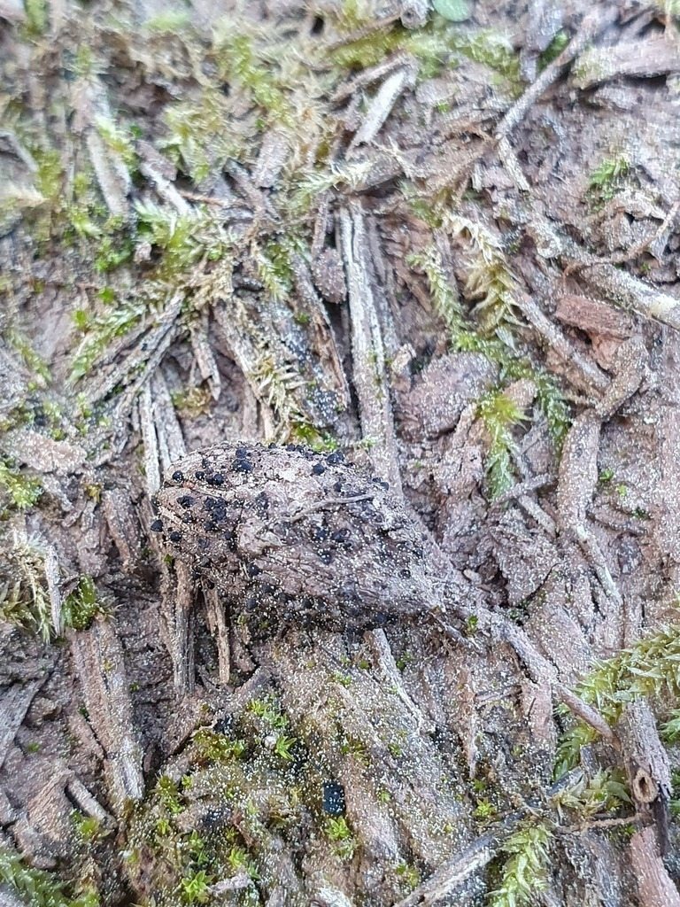 Dematophora necatrix