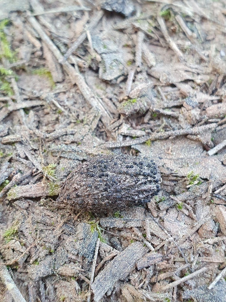 Dematophora necatrix