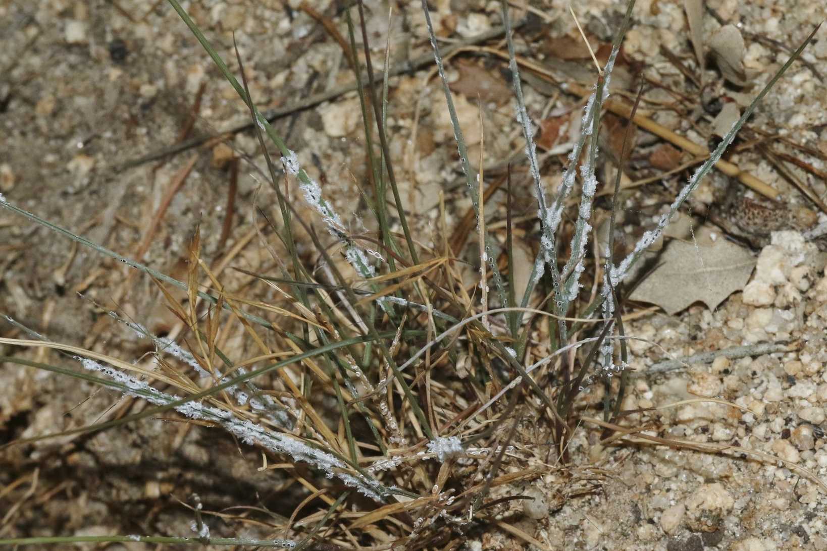 Aleurocybotus