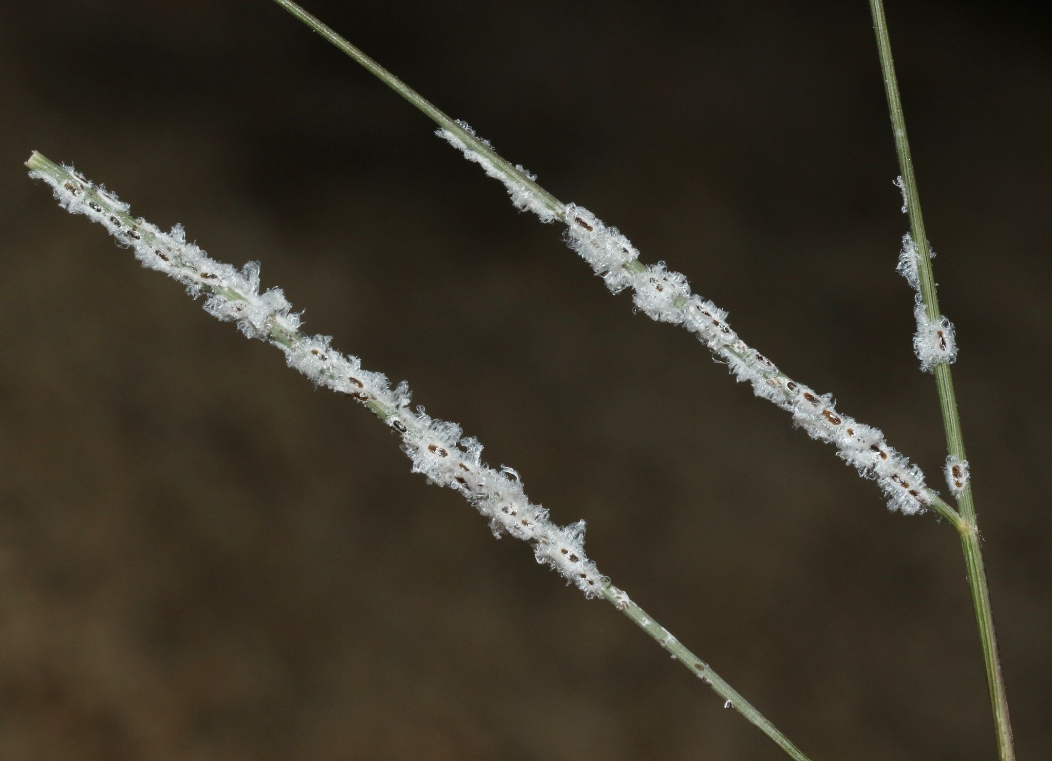 Aleurocybotus