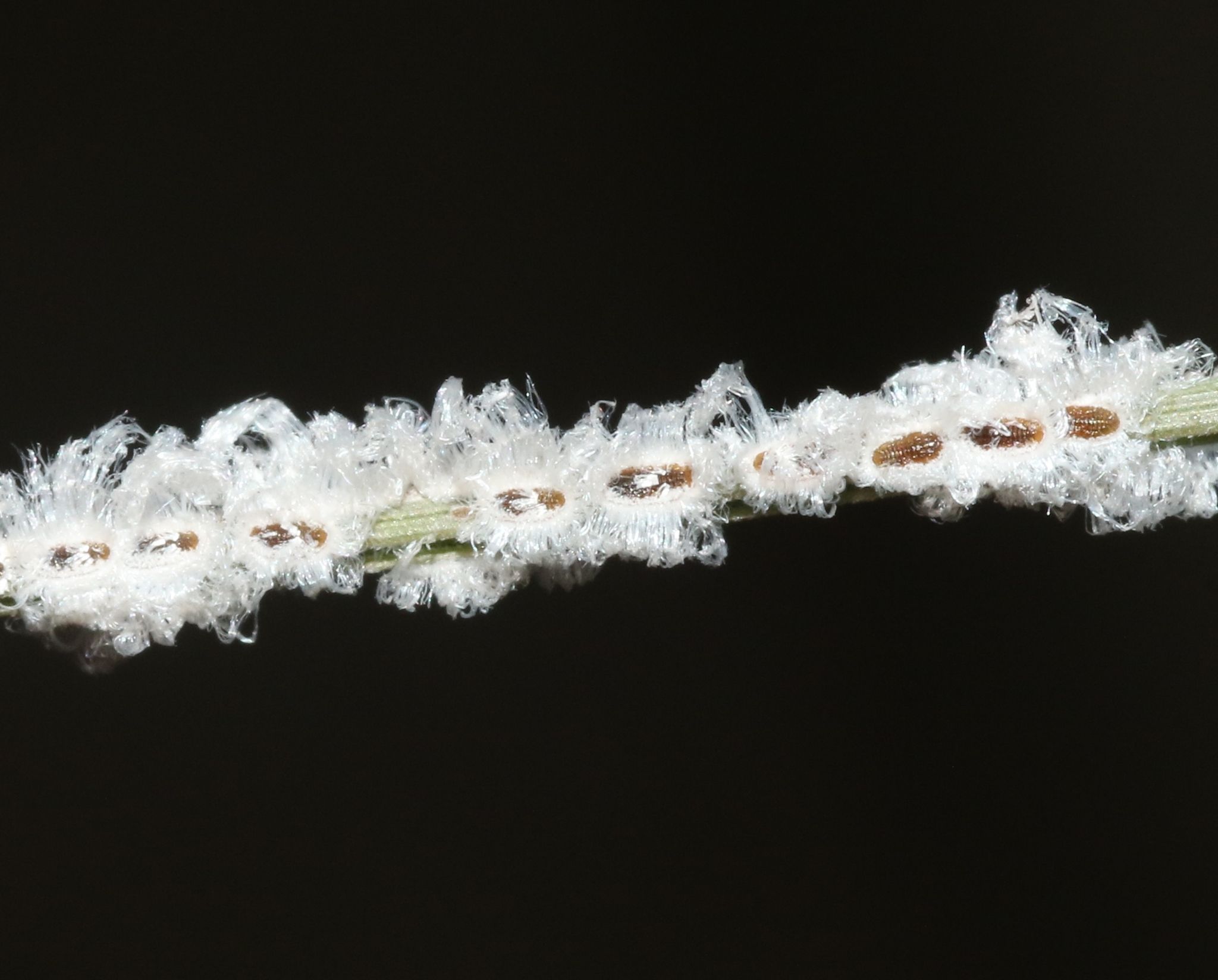 Aleurocybotus