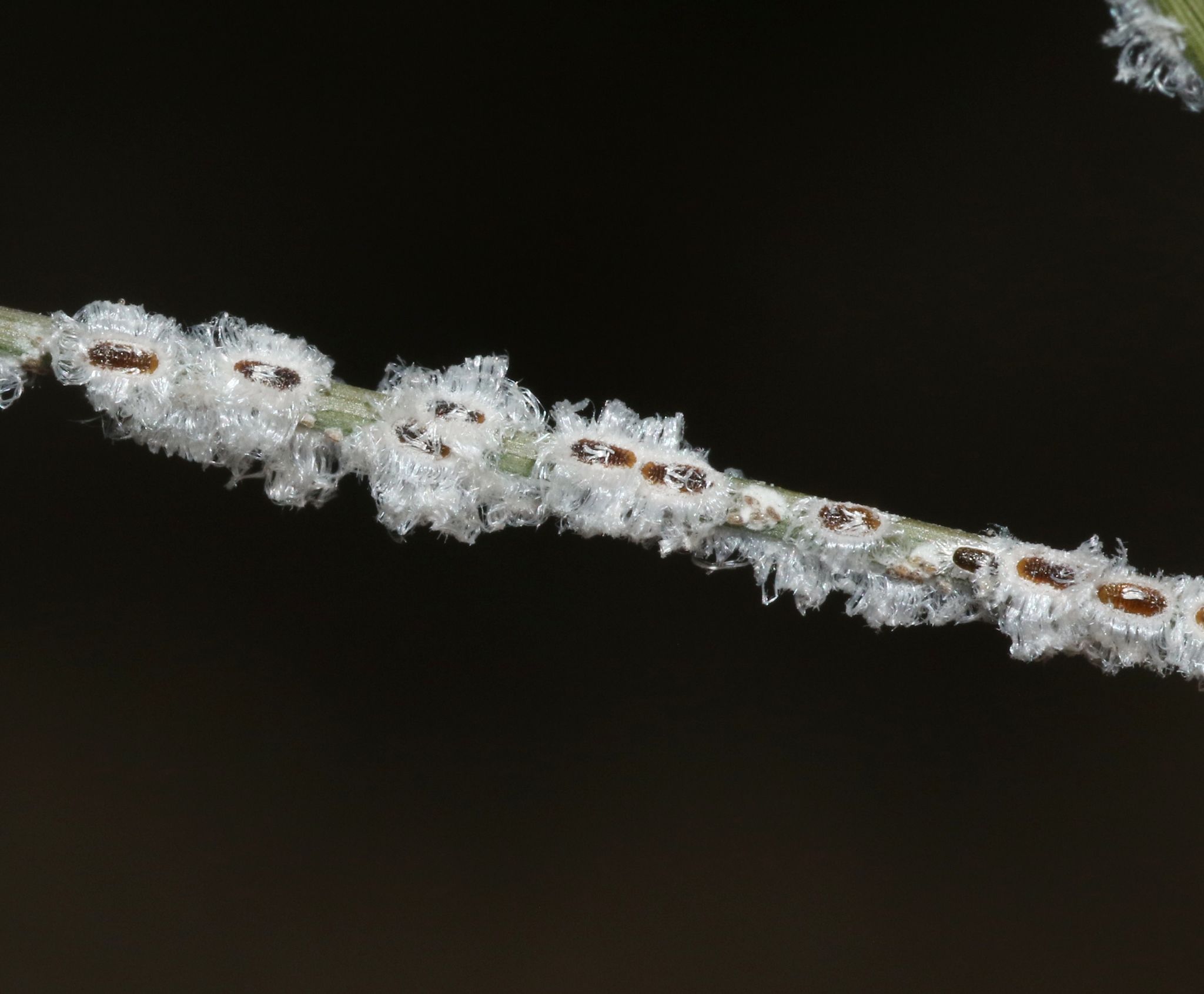 Aleurocybotus