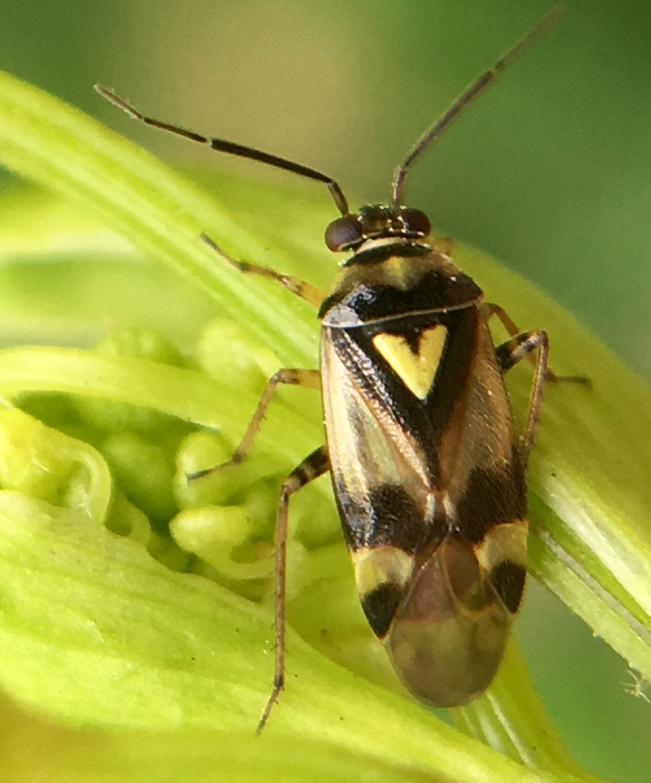 Orthops kalmii