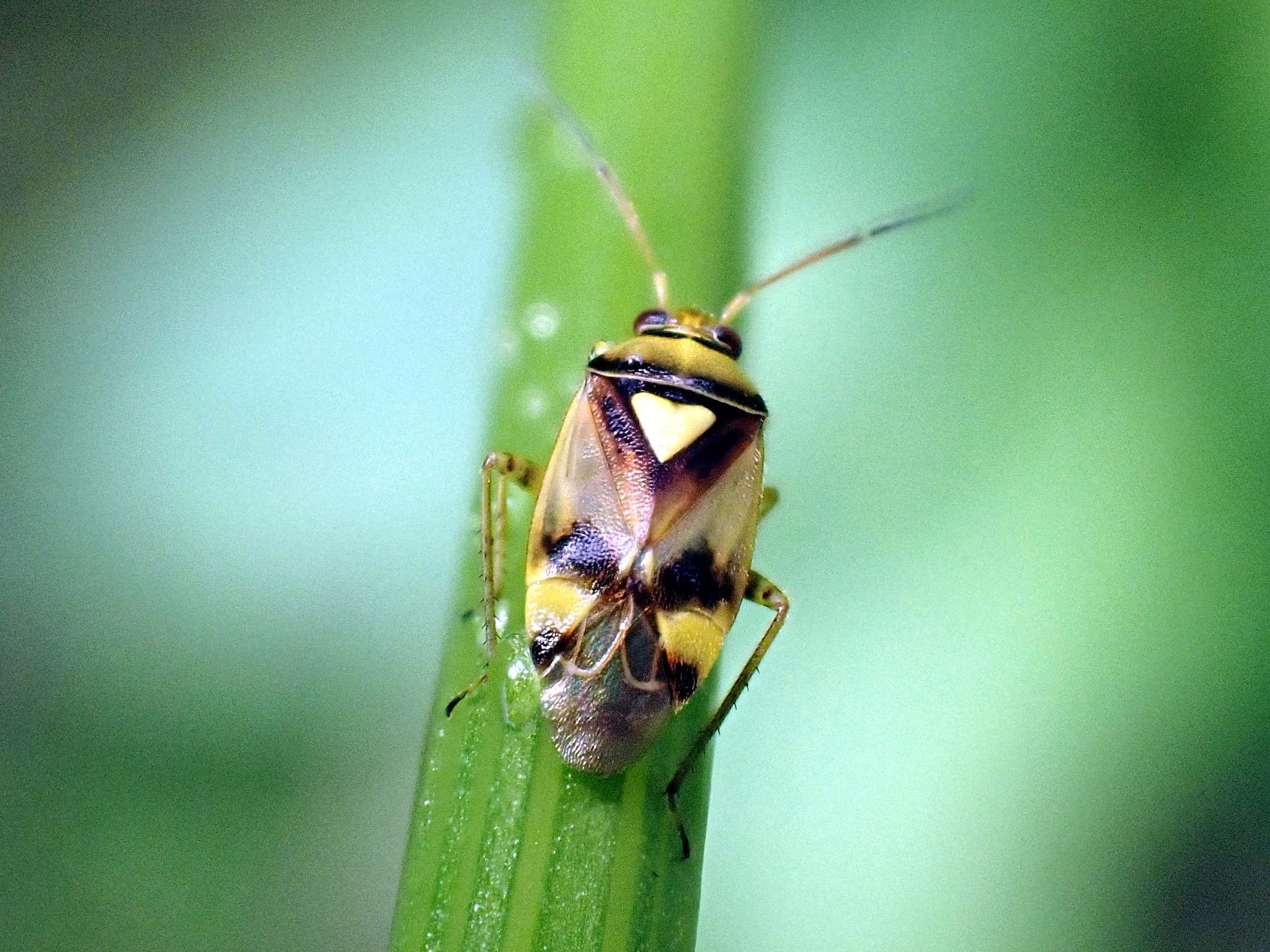 Orthops kalmii