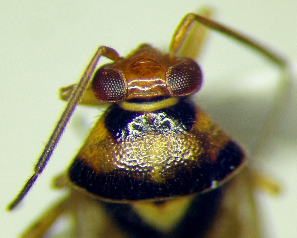 Orthops kalmii