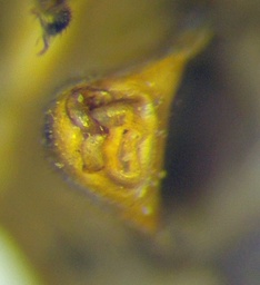 Orthops kalmii