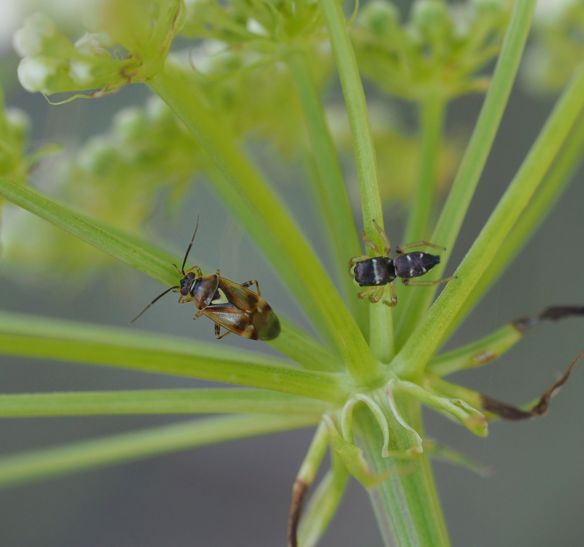 Orthops kalmii