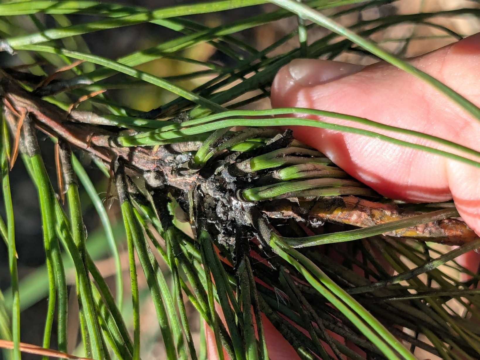 Oracella acuta