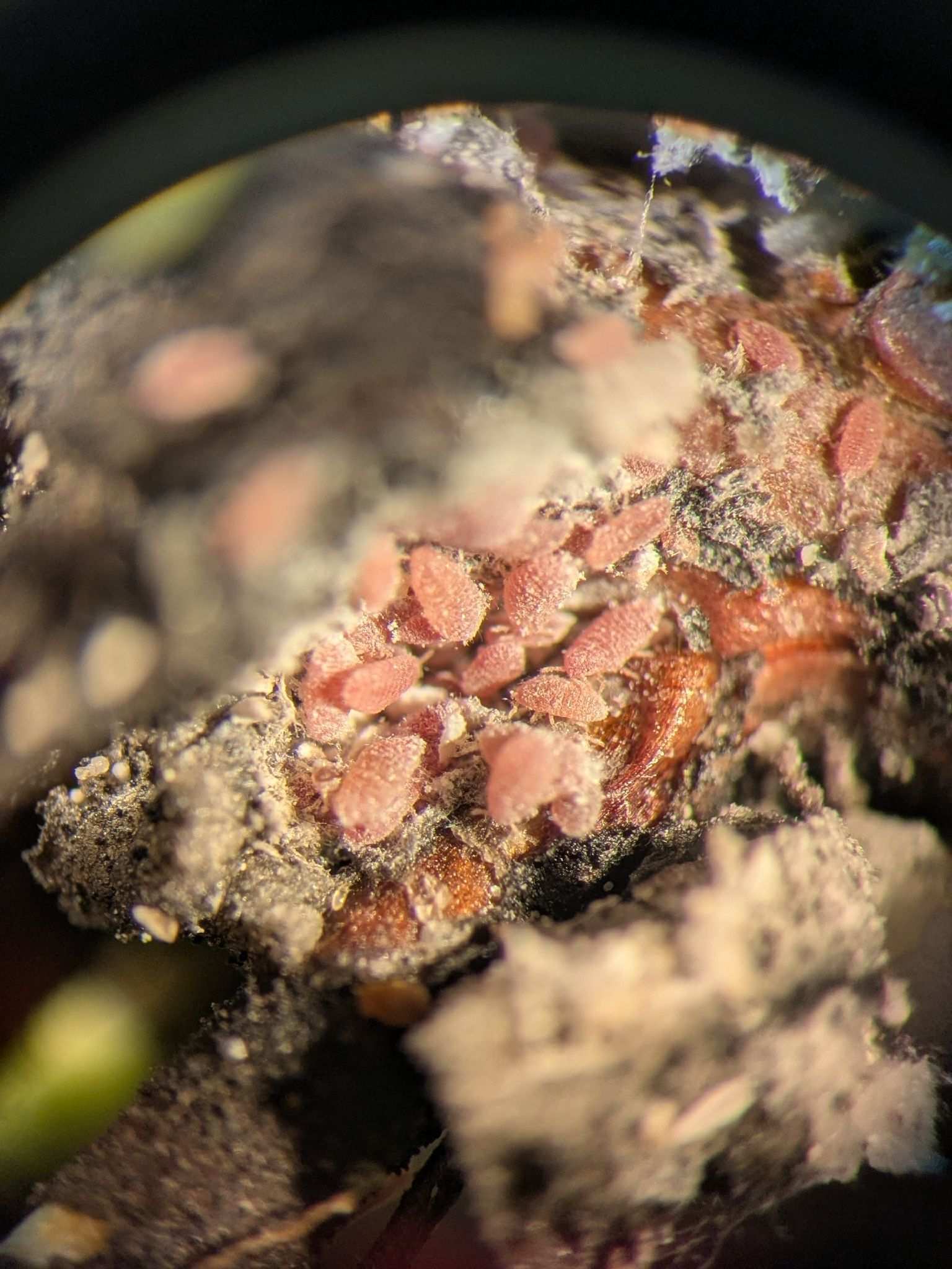 Oracella acuta