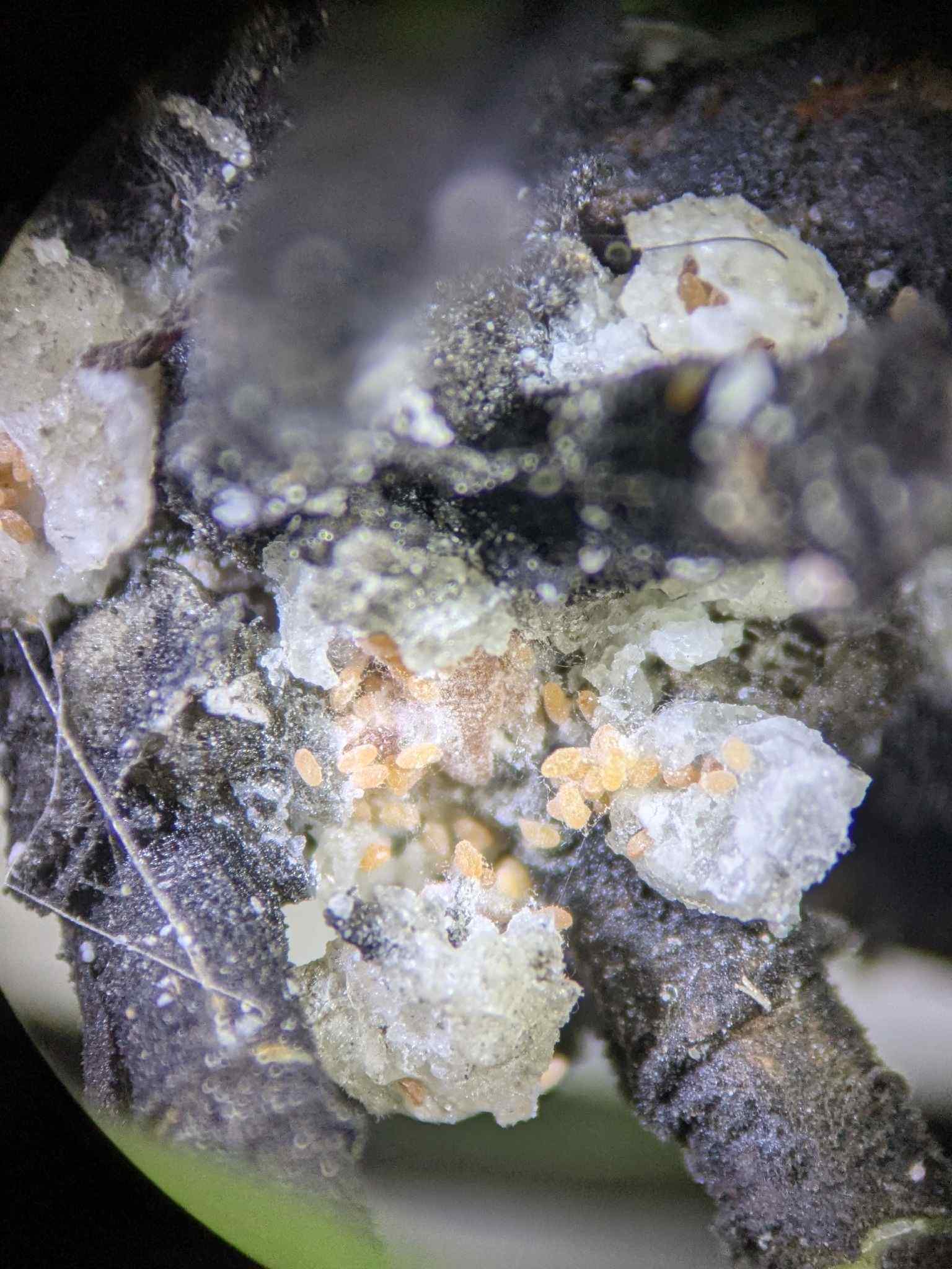Oracella acuta