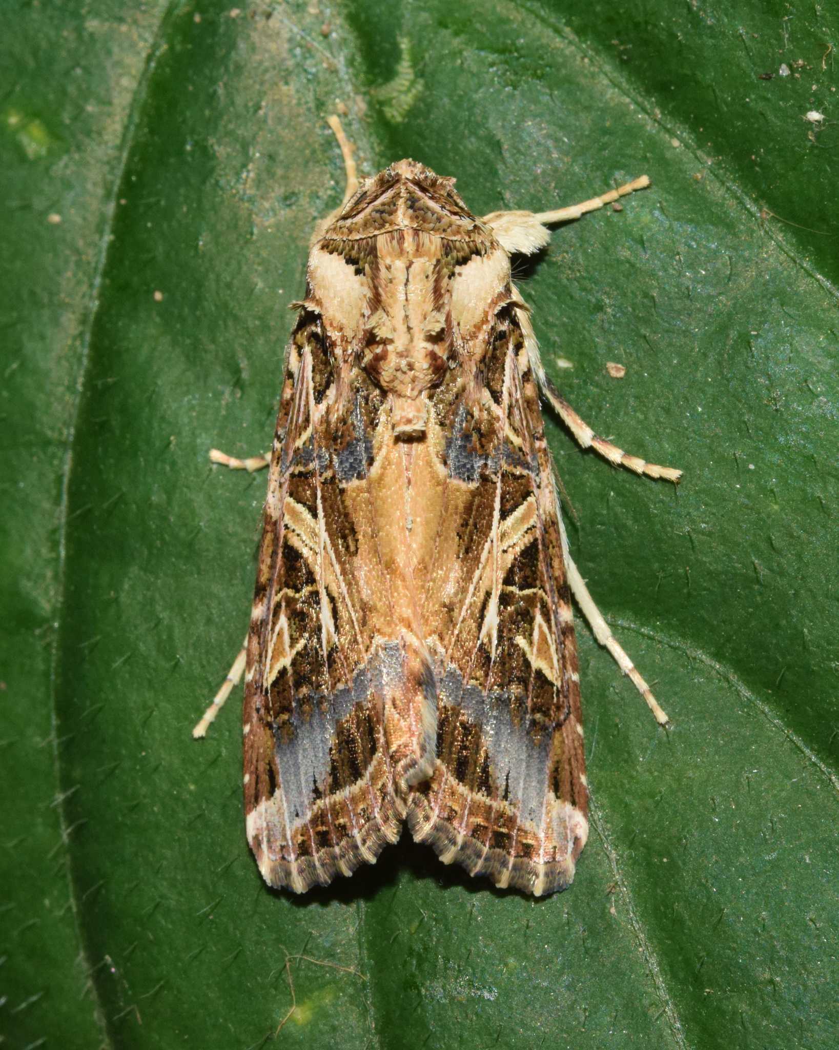 Spodoptera littoralis