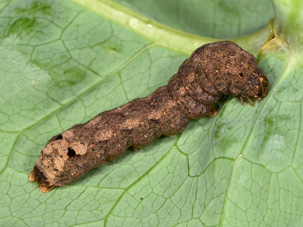 Spodoptera littoralis