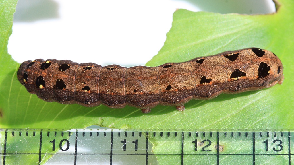 Spodoptera littoralis