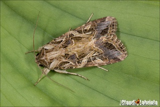Spodoptera littoralis