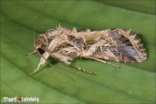 Spodoptera littoralis