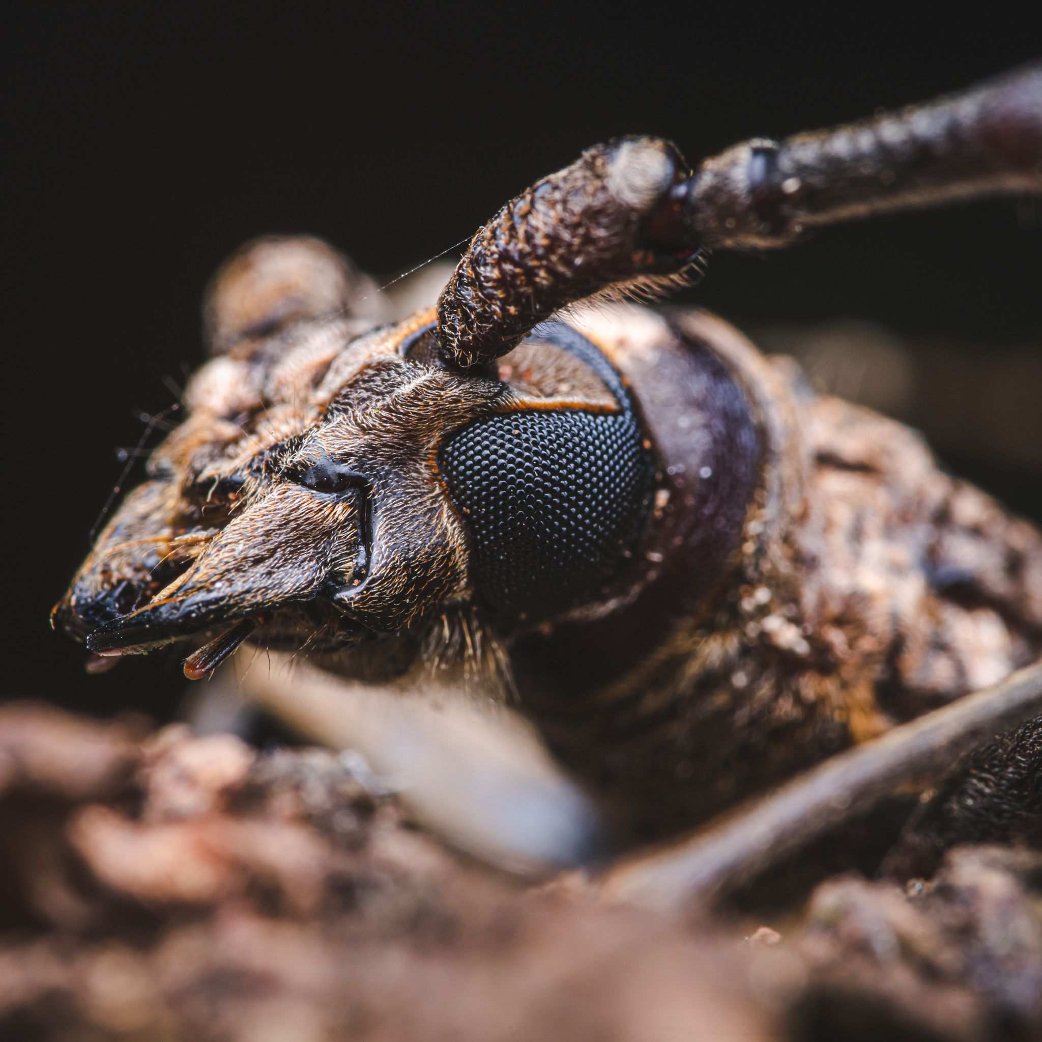 Aeolesthes induta