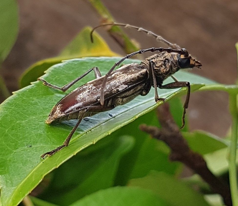 Aeolesthes induta