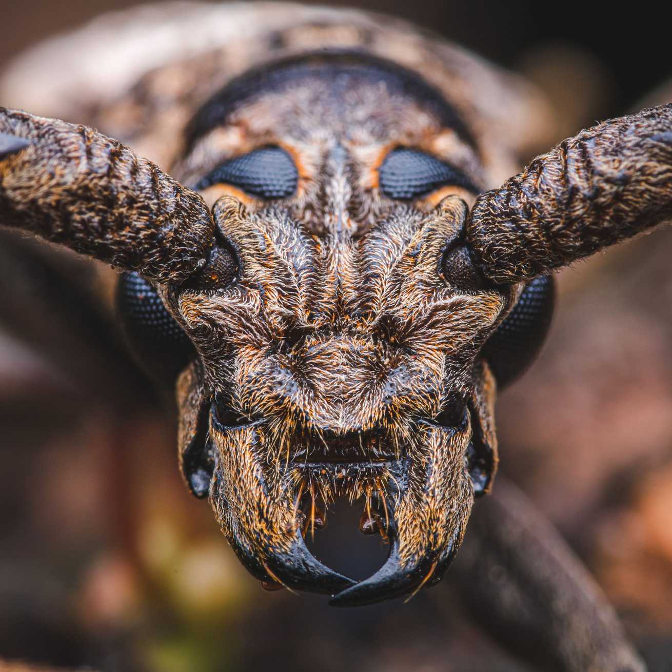 Aeolesthes induta