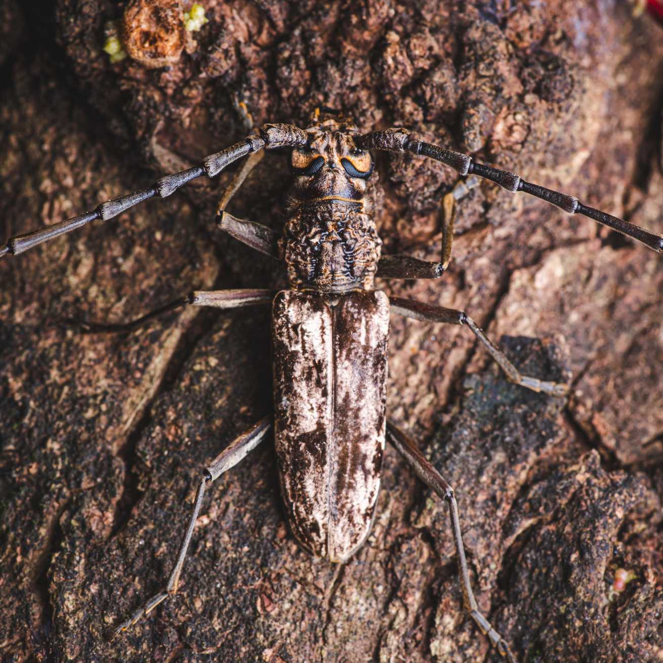 Aeolesthes induta