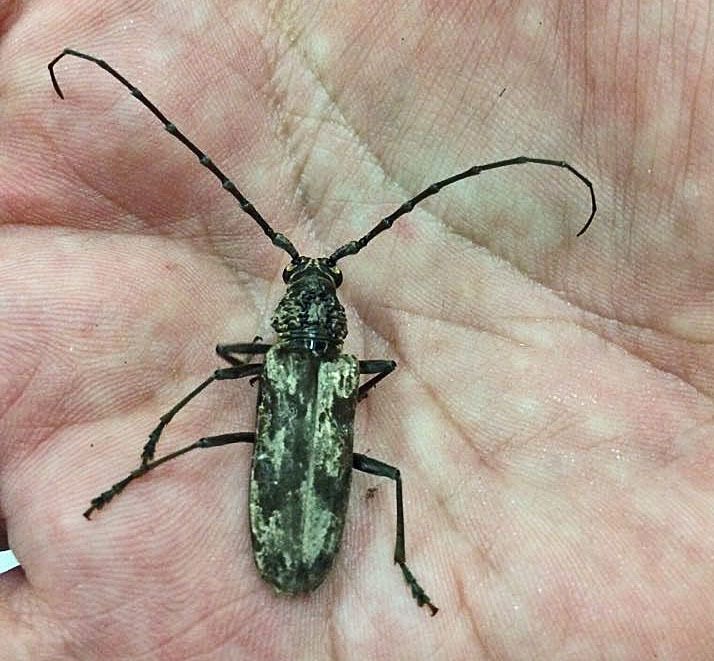 Aeolesthes induta