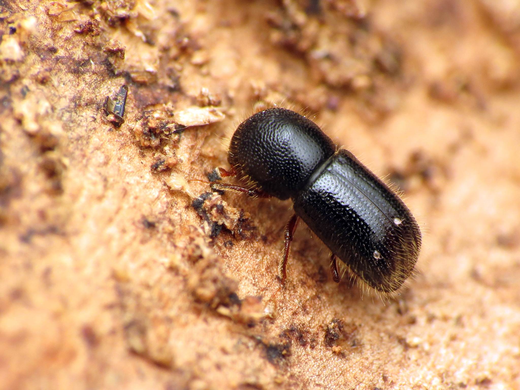 Xylosandrus germanus