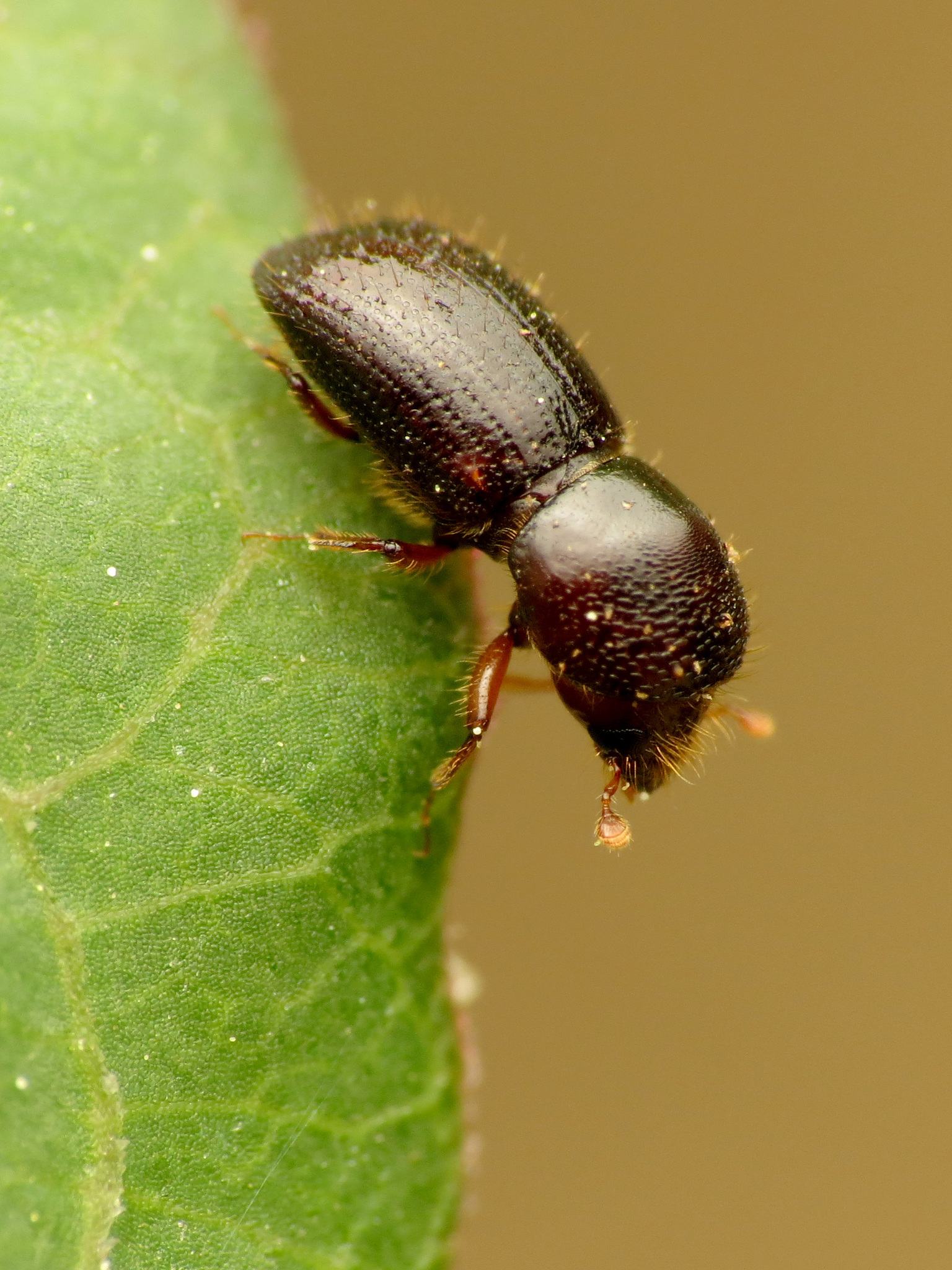 Xylosandrus germanus