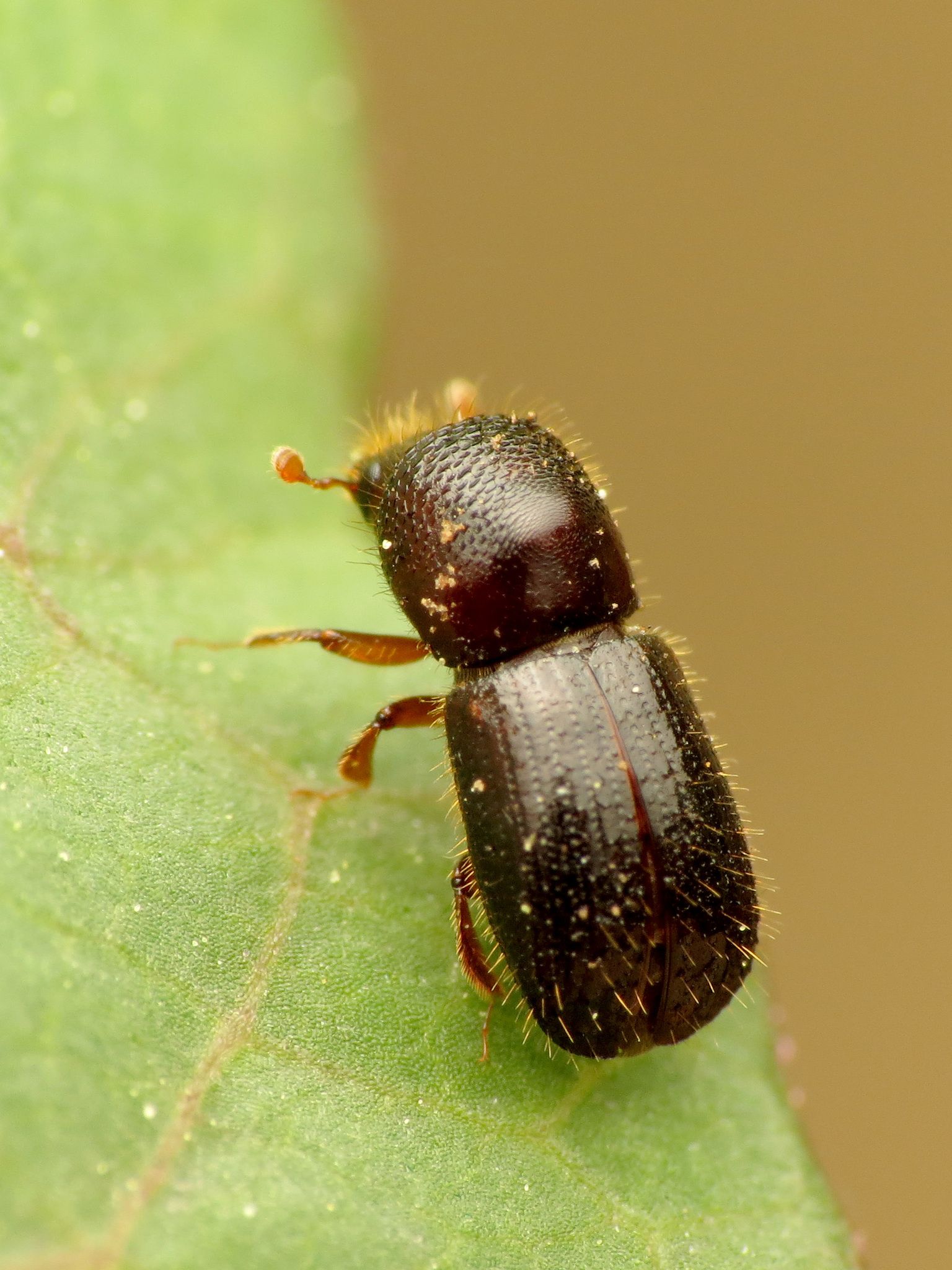 Xylosandrus germanus