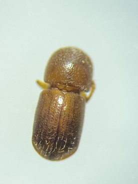 Xylosandrus germanus