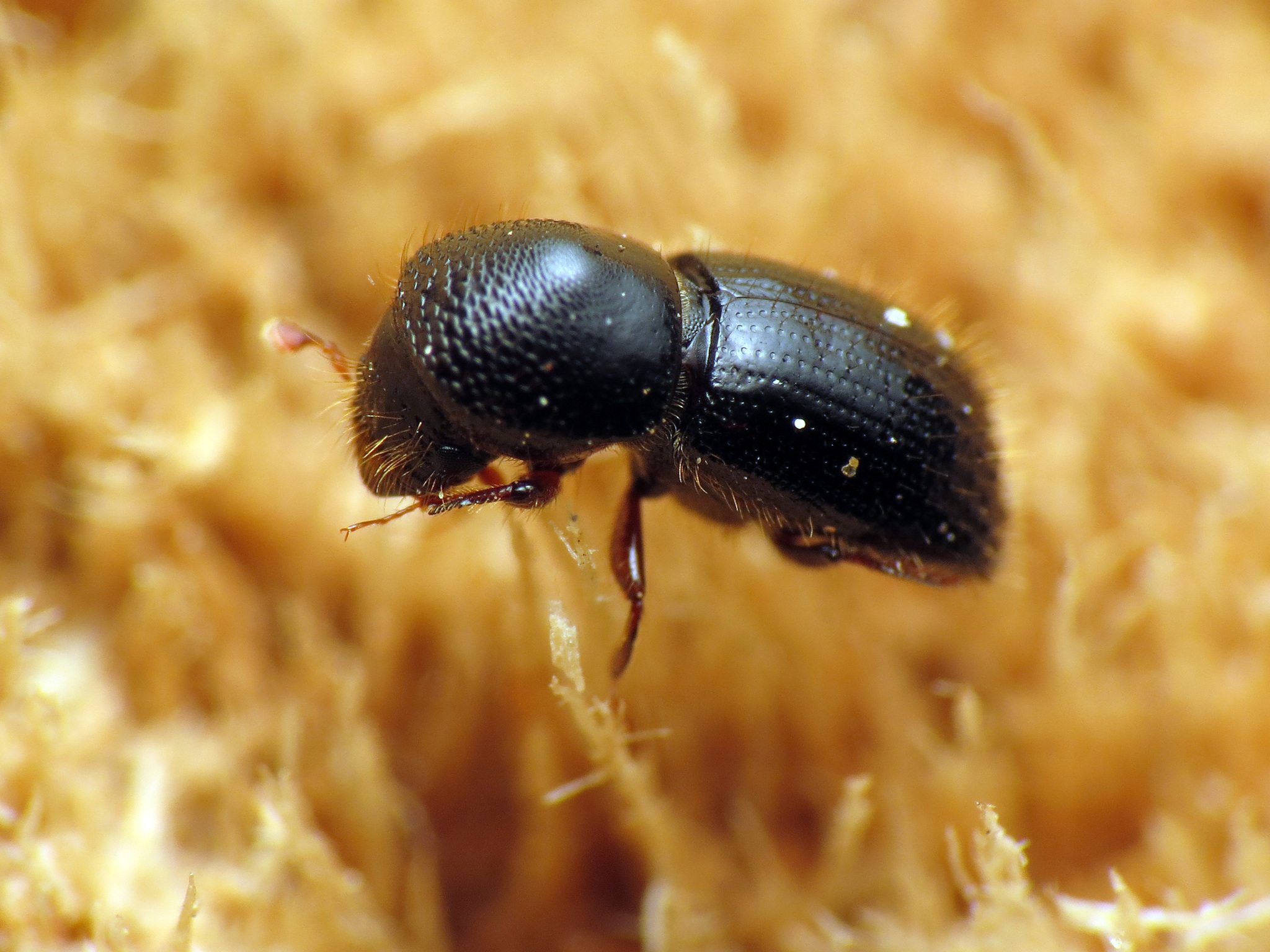 Xylosandrus germanus