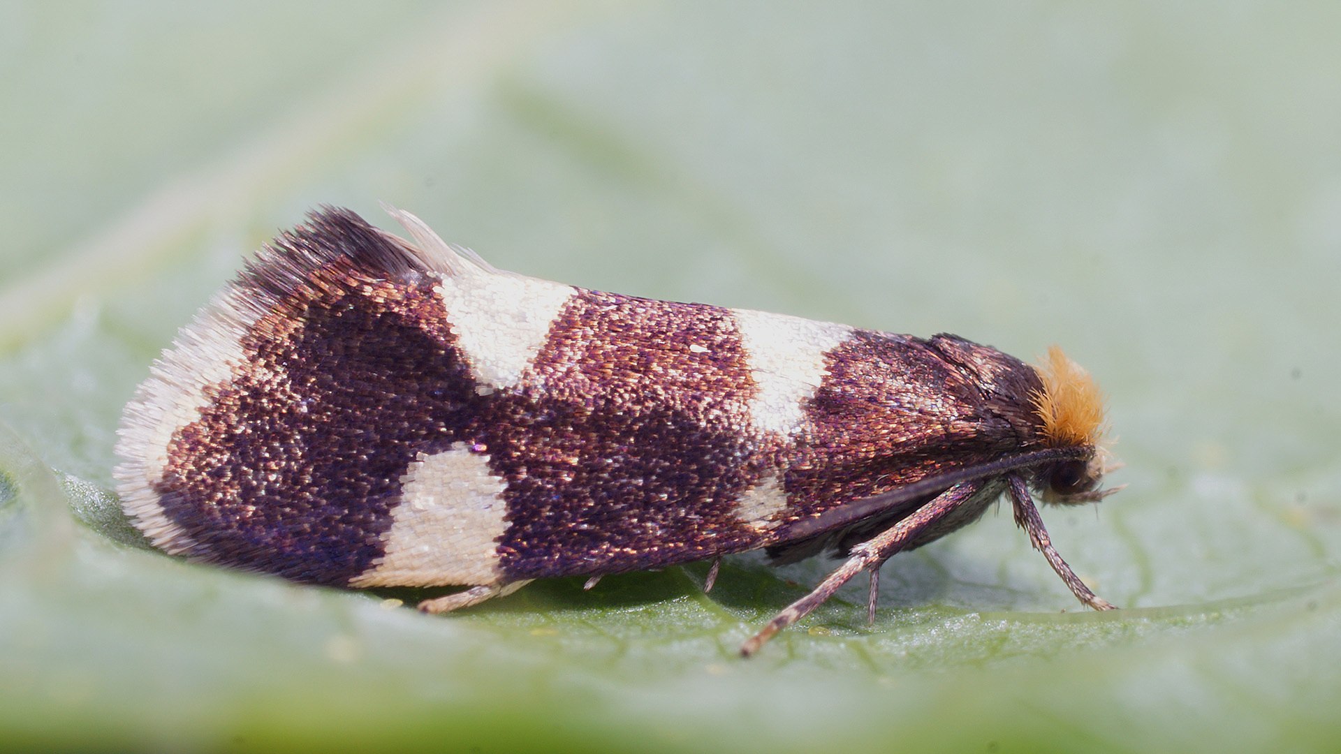Lampronia capitella