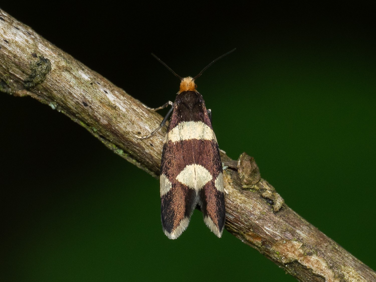 Lampronia capitella