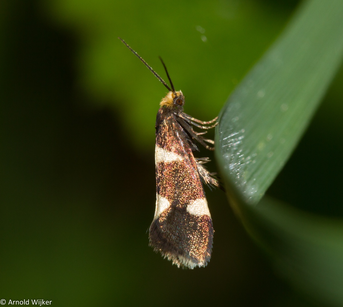 Lampronia capitella