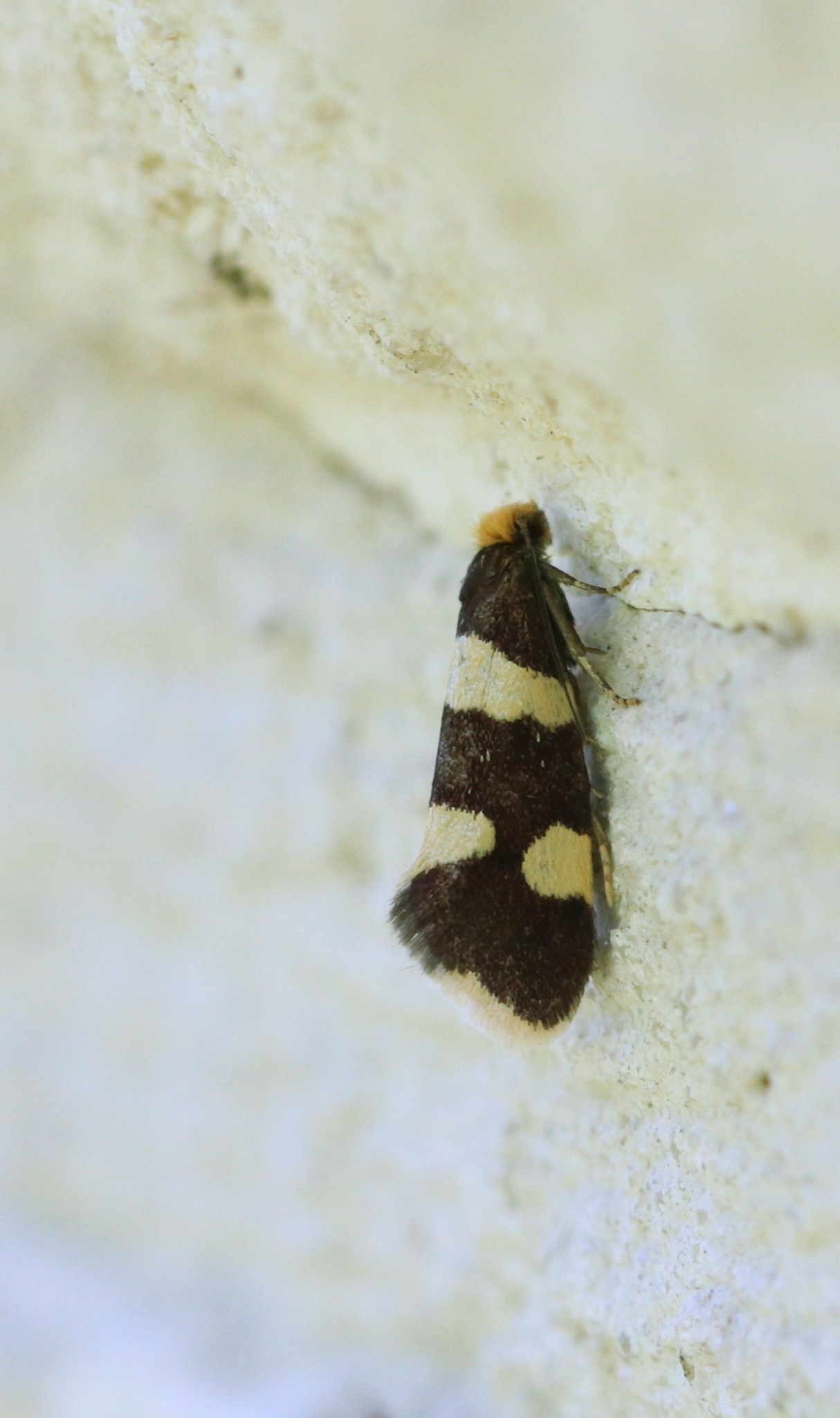 Lampronia capitella
