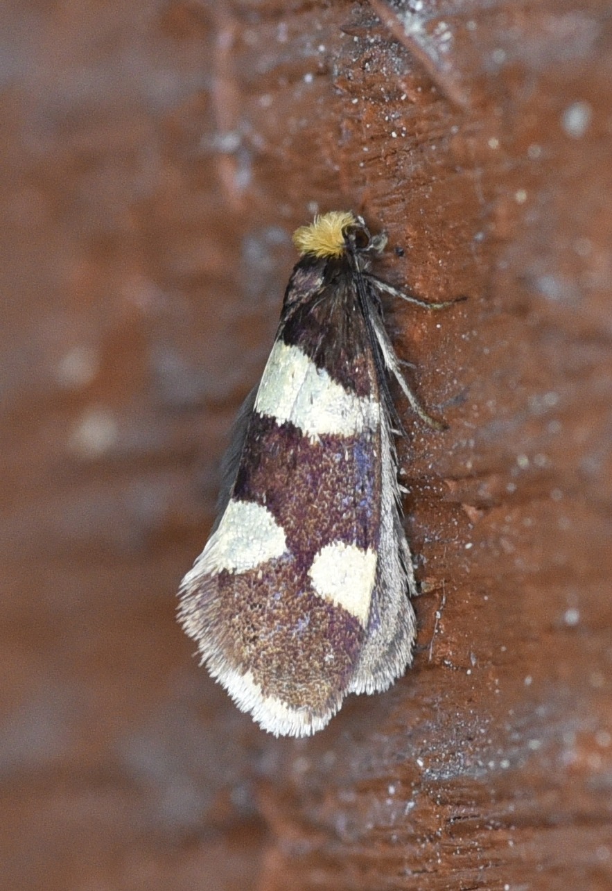 Lampronia capitella