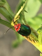 Kuschelina