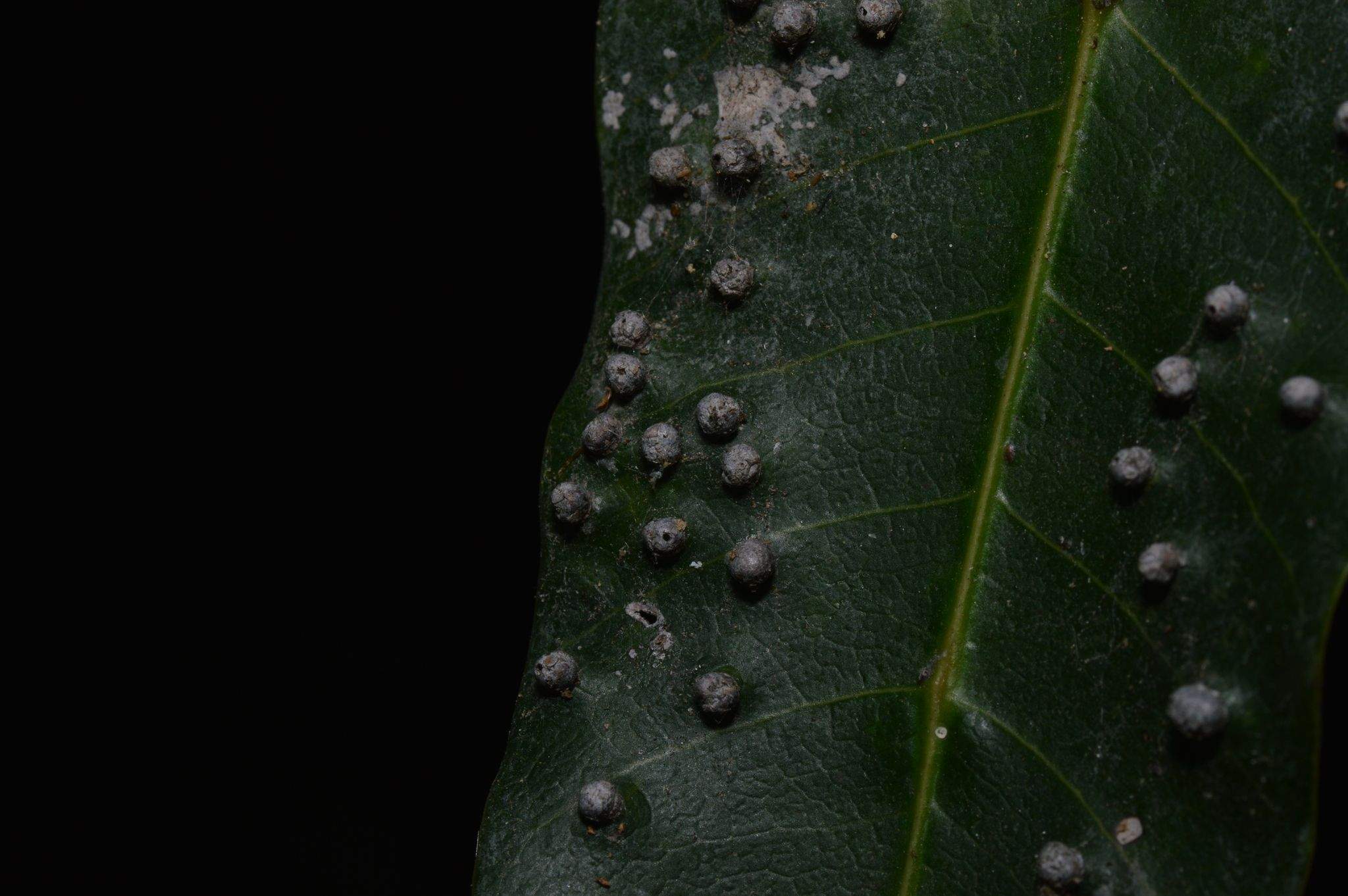 Procontarinia matteiana