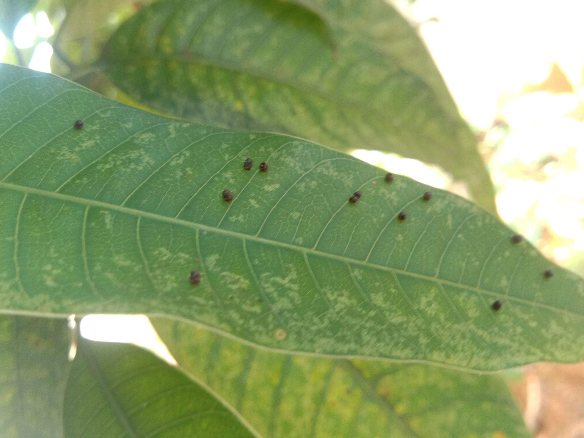 Procontarinia matteiana