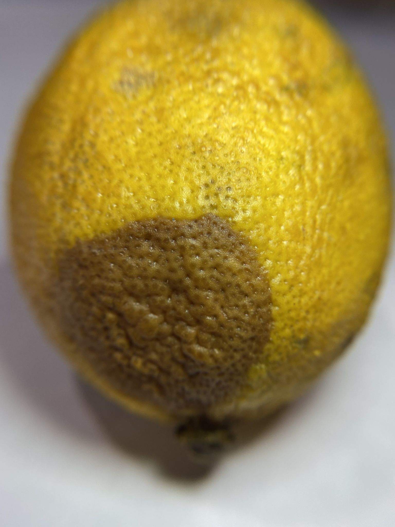 Phytophthora hibernalis