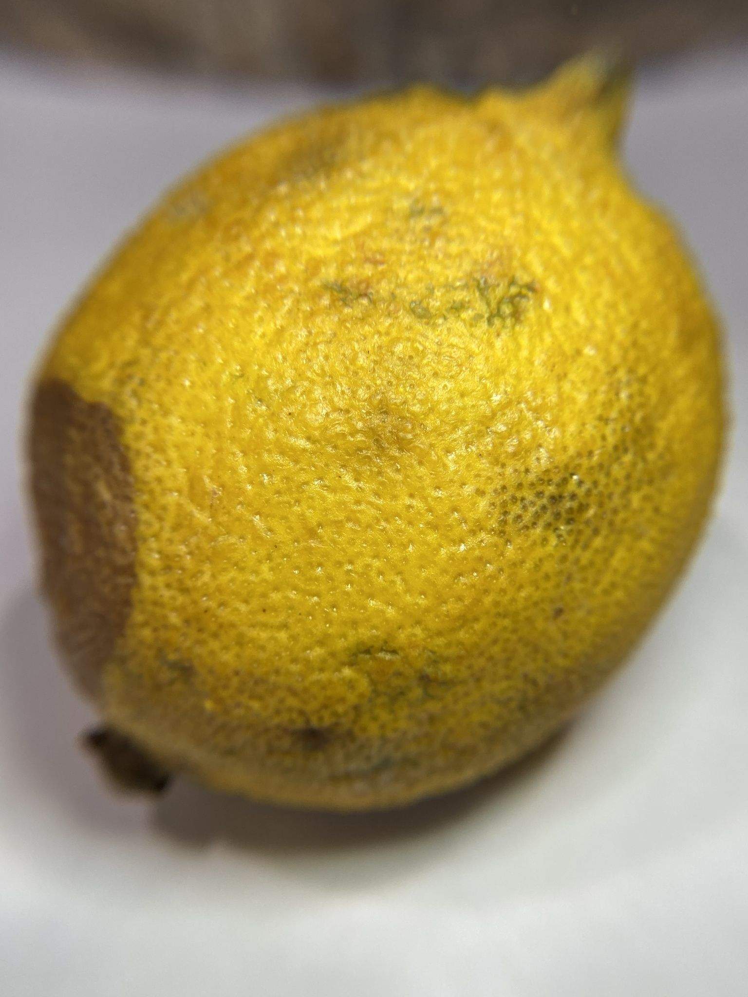 Phytophthora hibernalis