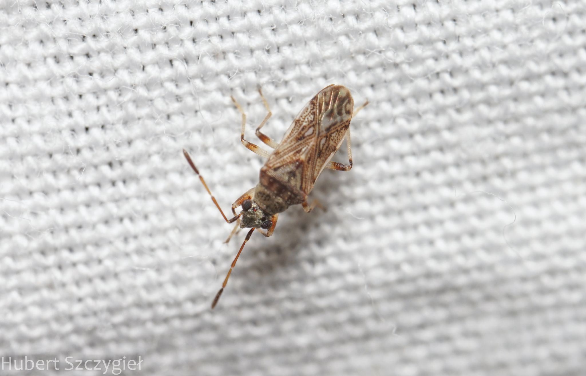 Stigmatonotum geniculatum