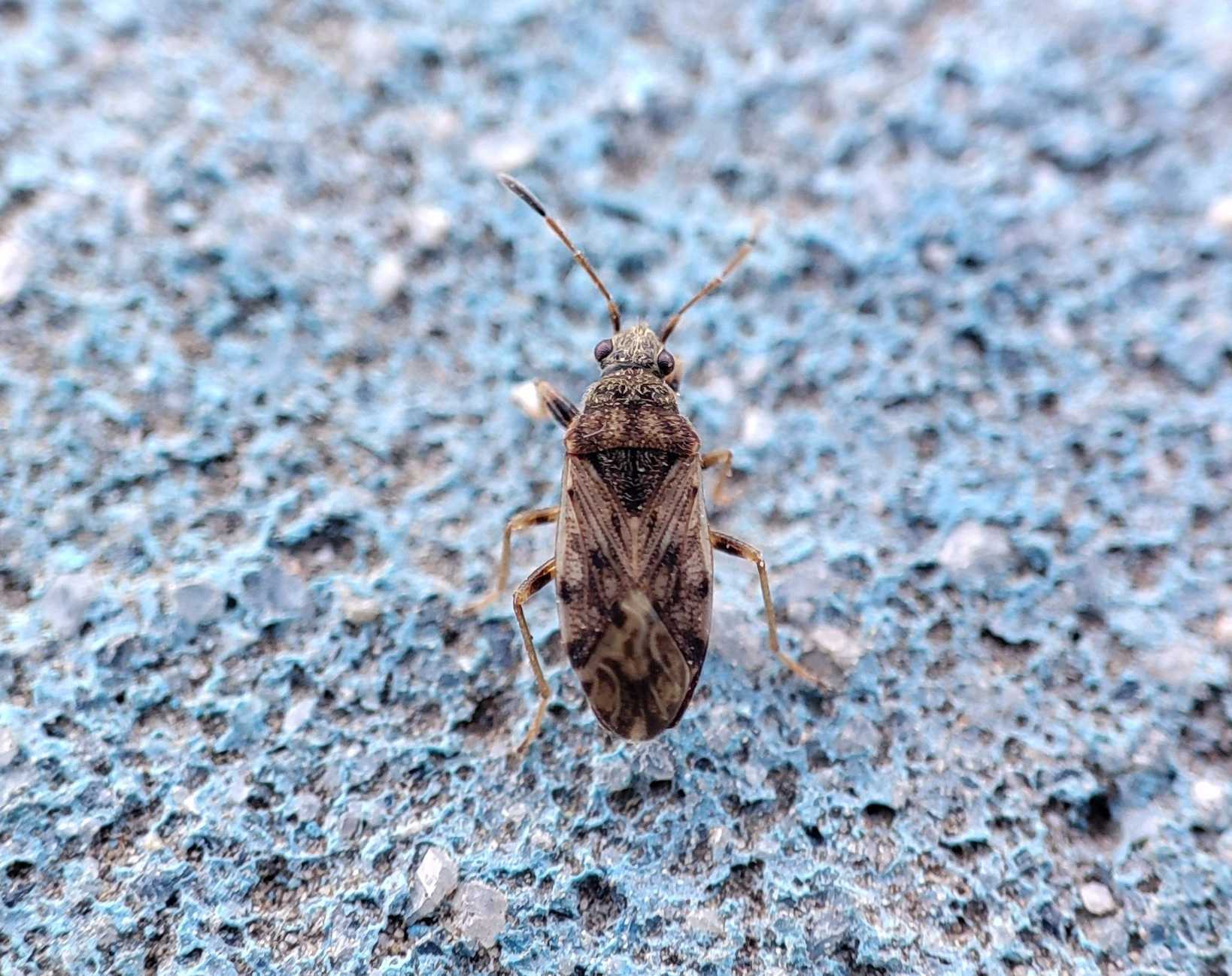 Stigmatonotum geniculatum