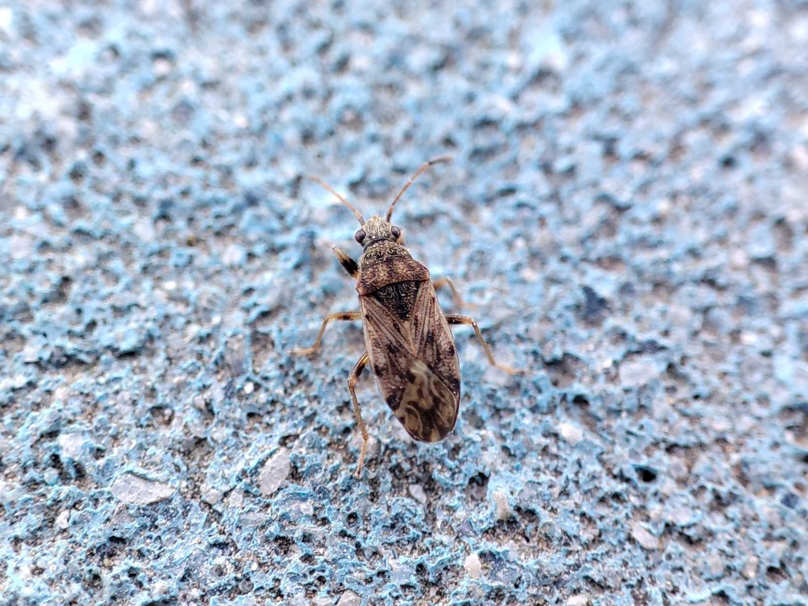 Stigmatonotum geniculatum