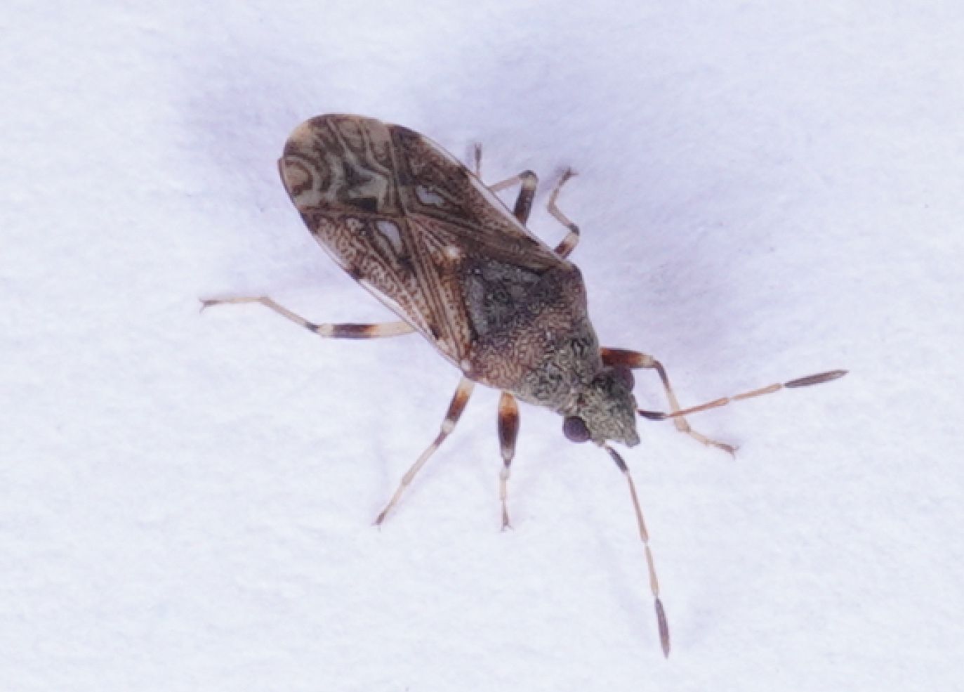 Stigmatonotum geniculatum