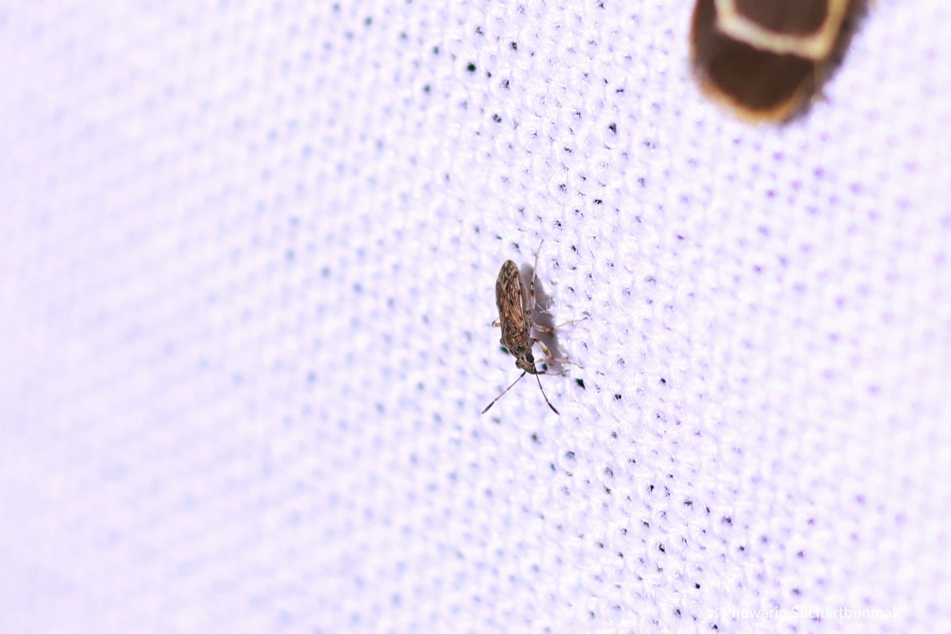 Stigmatonotum geniculatum