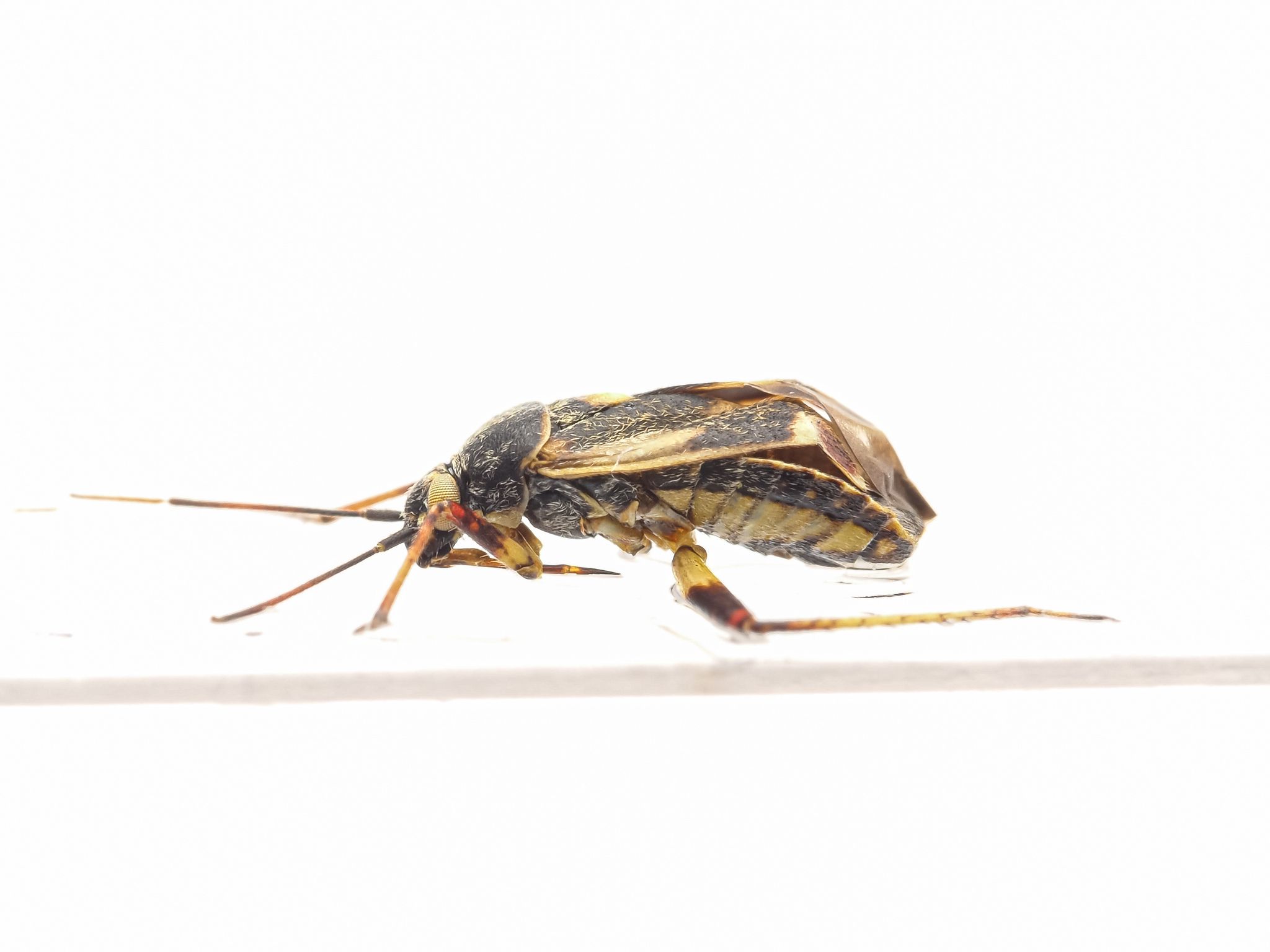 Polymerus cognatus