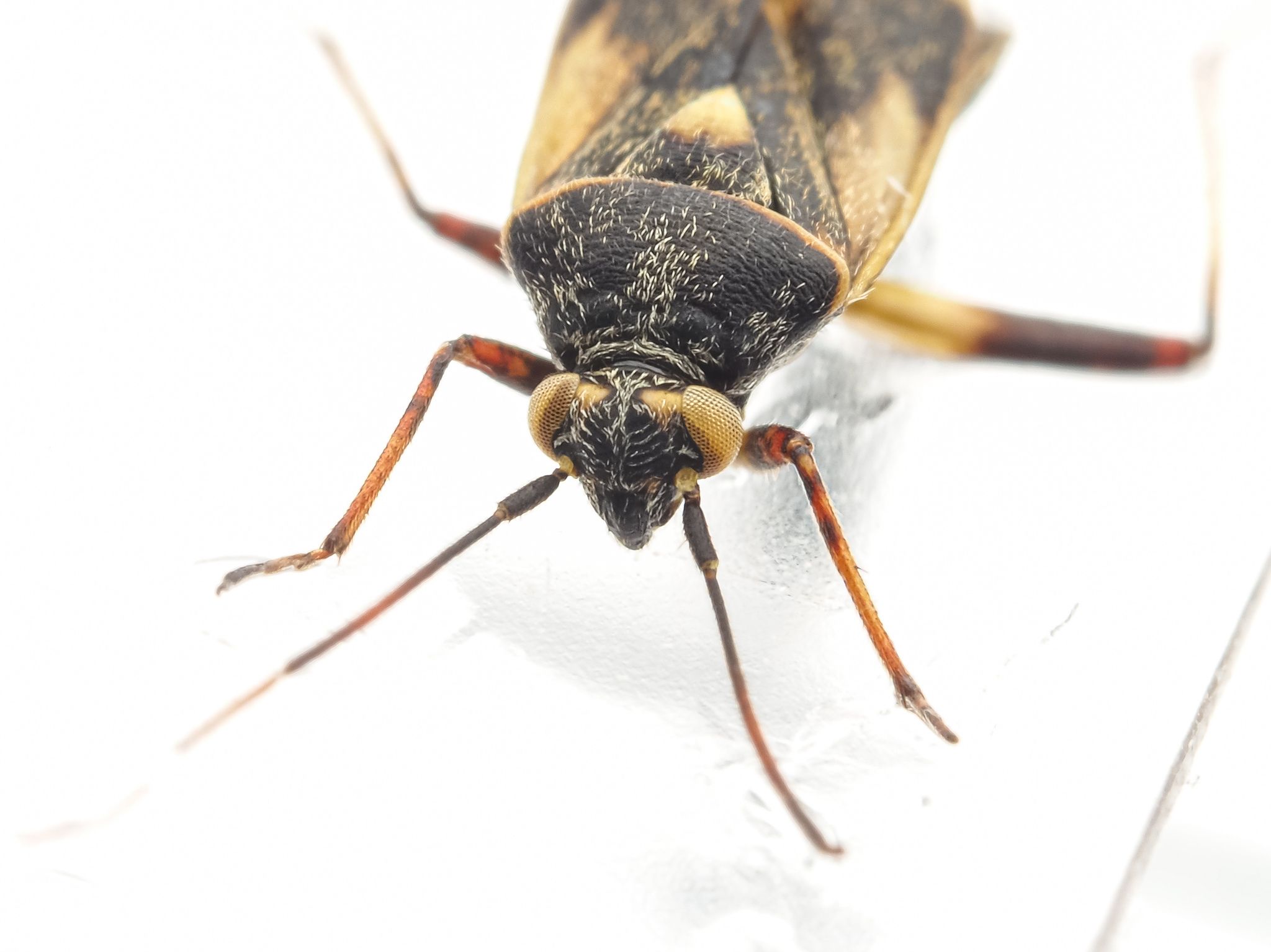 Polymerus cognatus